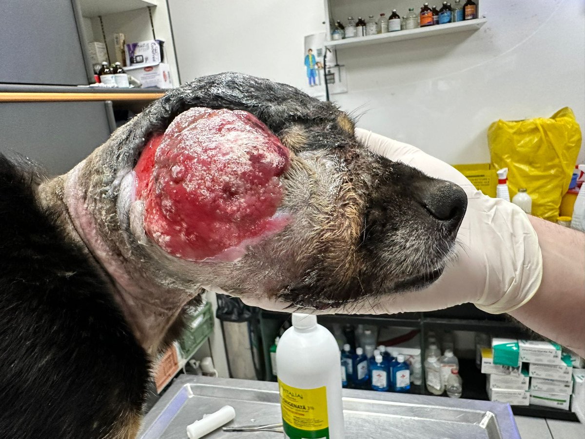 Our tumour girl is doing well, her wound seems to be healing well, But of course the future still doesn't look too long for her. But she is happy at the moment and we will keep her as well as we can.
Help appreciated paypal bidtosaveastray@yahoo.com