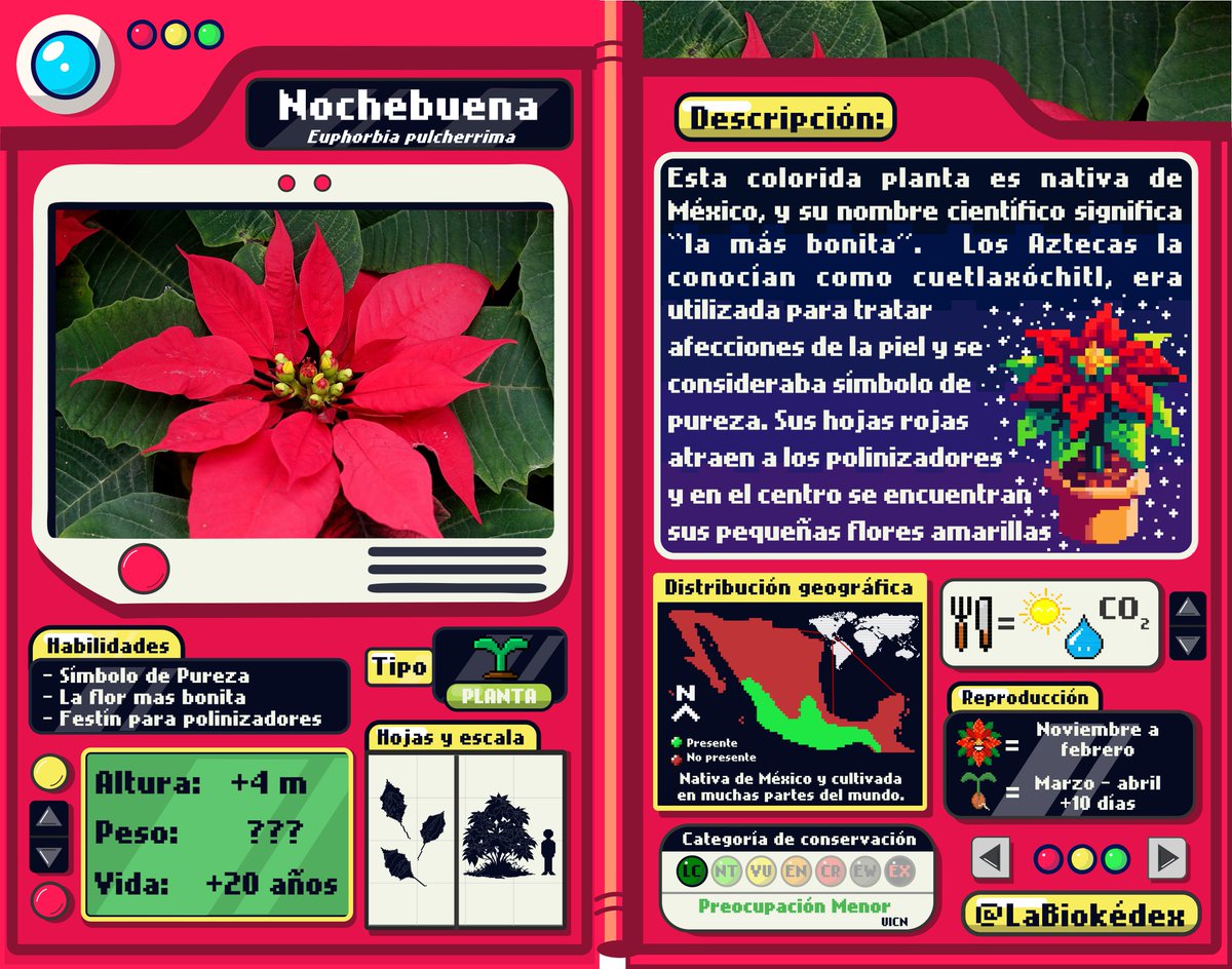 LaBiokedex's tweet photo. Hoy es el #DíaNacionalDeLaNochebuena https://t.co/lOpj4XtDke