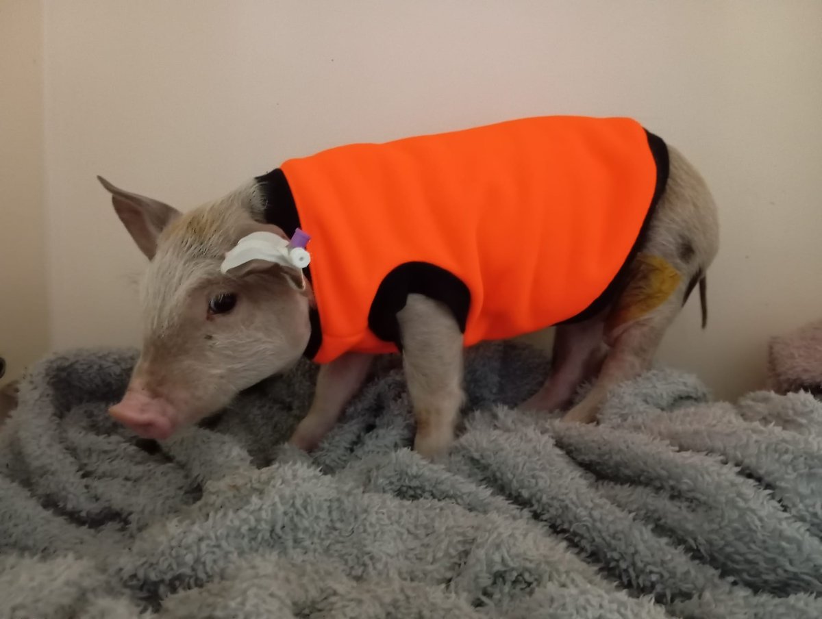We came across a little pig who needed our help. She was at the vets having a large hernia removed. She was going to be fattened up and killed later according to her owner. - we cant let that happen so we now have a new pig..
help appreciated paypal bidtosaveastray@yahoo.co.uk