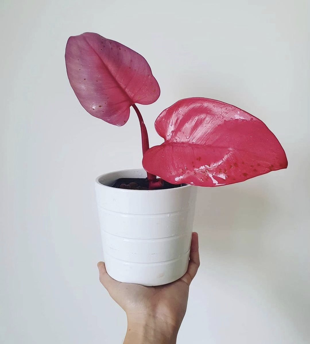 HobbyistPlant's tweet photo. All pink leaves 🌿 https://t.co/xZ2RUj83Do