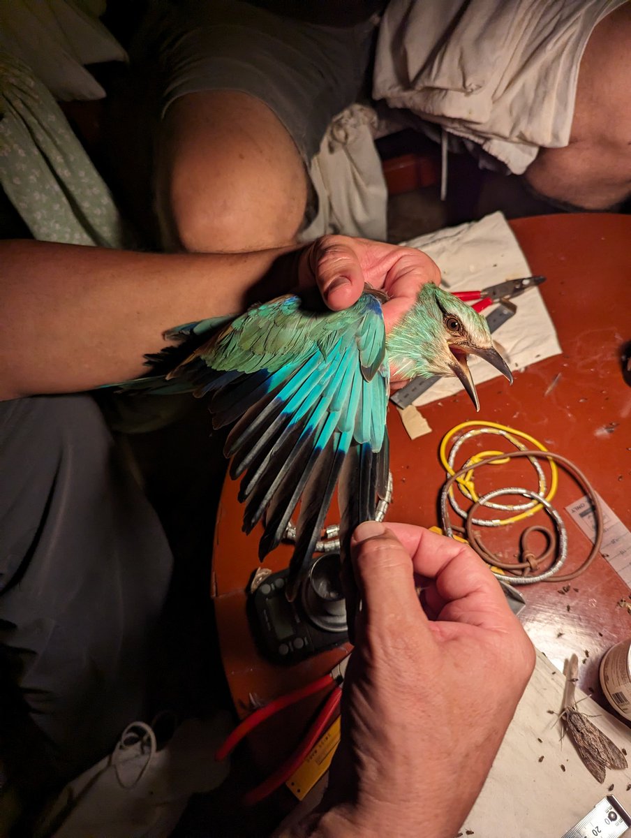Martin__Cade's tweet photo. Sure @arochakenya will have a fuller report on events but propitious conditions last night dropped plenty of migrants at @nguliasafari to keep #nguliaringing busy: 459 ringed at night and another 602 this morning. https://t.co/GlslFLWxAn