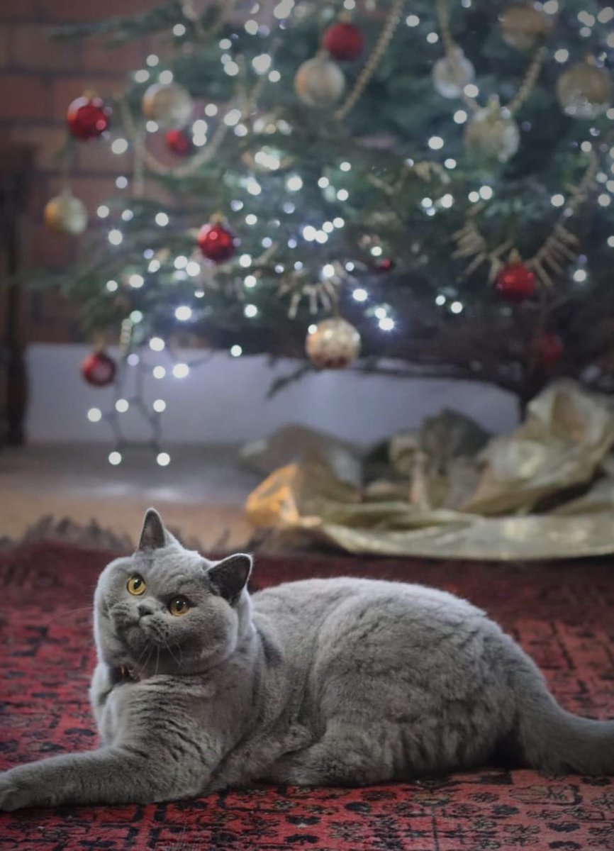 Christmas Competition £2,000 worth of prizes. Enter free &amp; you could win one of 5 prize amazing packages.    Enter NOW! Closes Sunday 12 Dec  5pm visitleicester.info/christmas-comp… #competitions #Christmas2023 #prizes 
(My cat Mildred is not a  prize😽) #Competition #prizes #Leicester