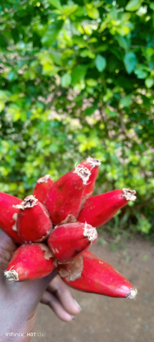 Timy_ke254's tweet photo. What is the name of these fruits?
#followIfollowback https://t.co/VyEsdzuzrJ