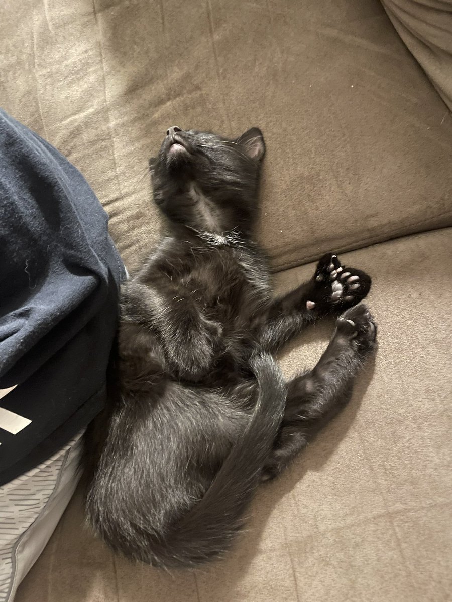 AberMegan's tweet photo. @subdocta Meet calcifer, my 24 toed man https://t.co/SoASz40z1H