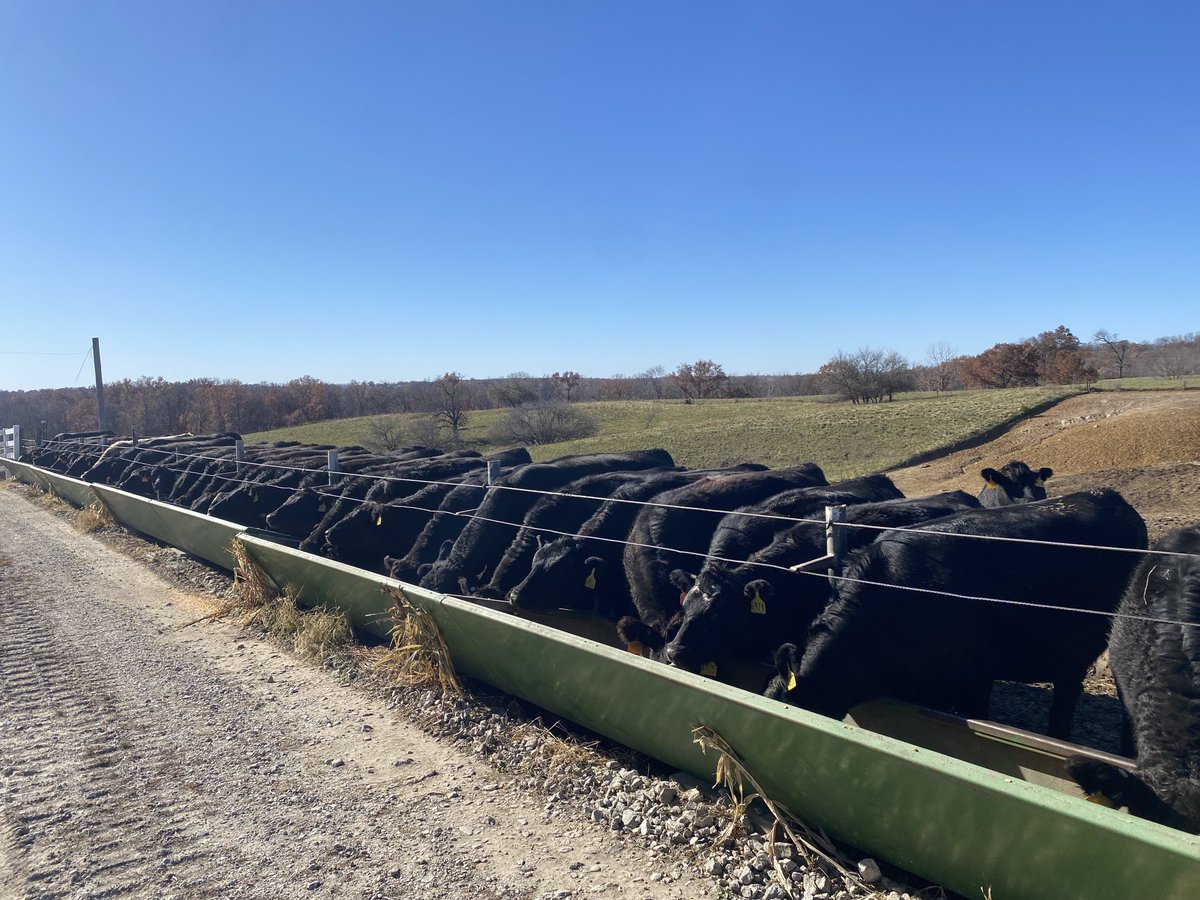 MOLivestock's tweet photo. These reputation Show-Me-Select heifers from David Clark sell tonight 6:30 at Kirksville Livestock. #ExtendMU #2xAg2030 https://t.co/RSXtfMGlbT
