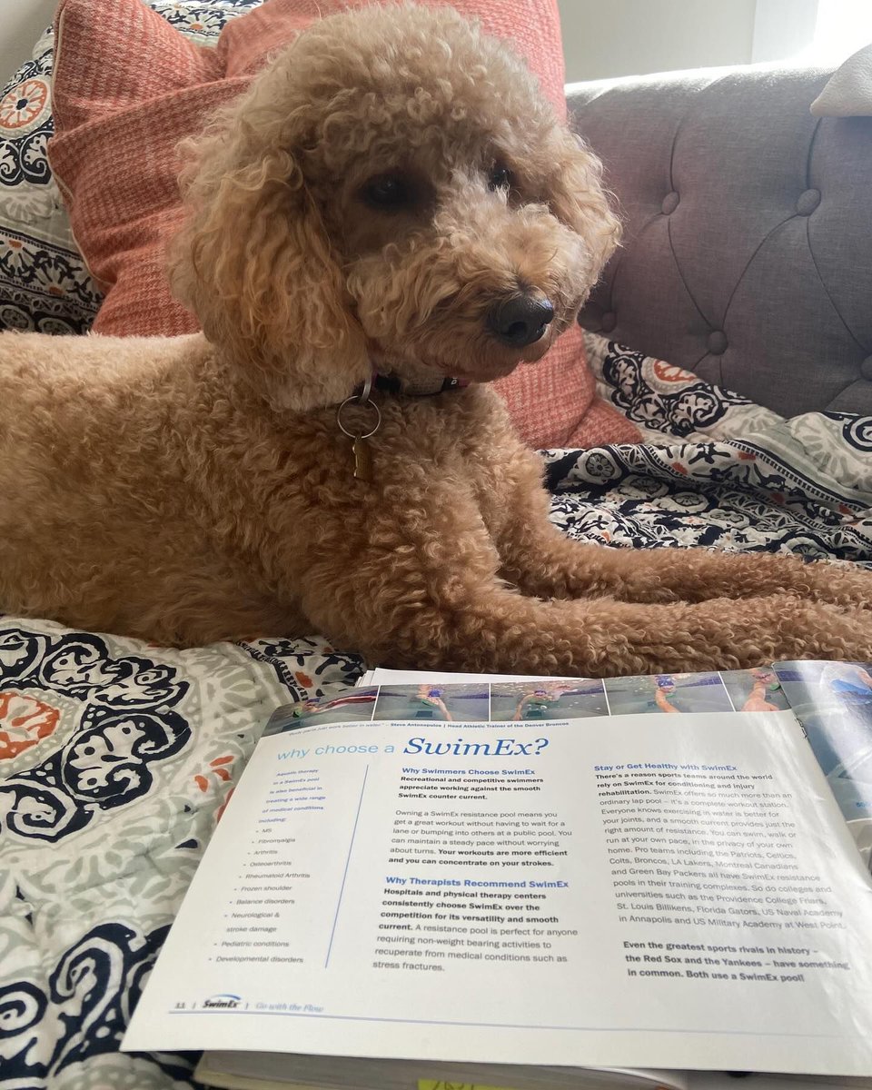 swimexpools's tweet photo. Product training is important at #SwimEx! Even Rory is studying up on our products! 😜❤️ #goldendoodle #teamswimex #pooltraining #learnsomethingnew #workfromhome https://t.co/rytInW48YD