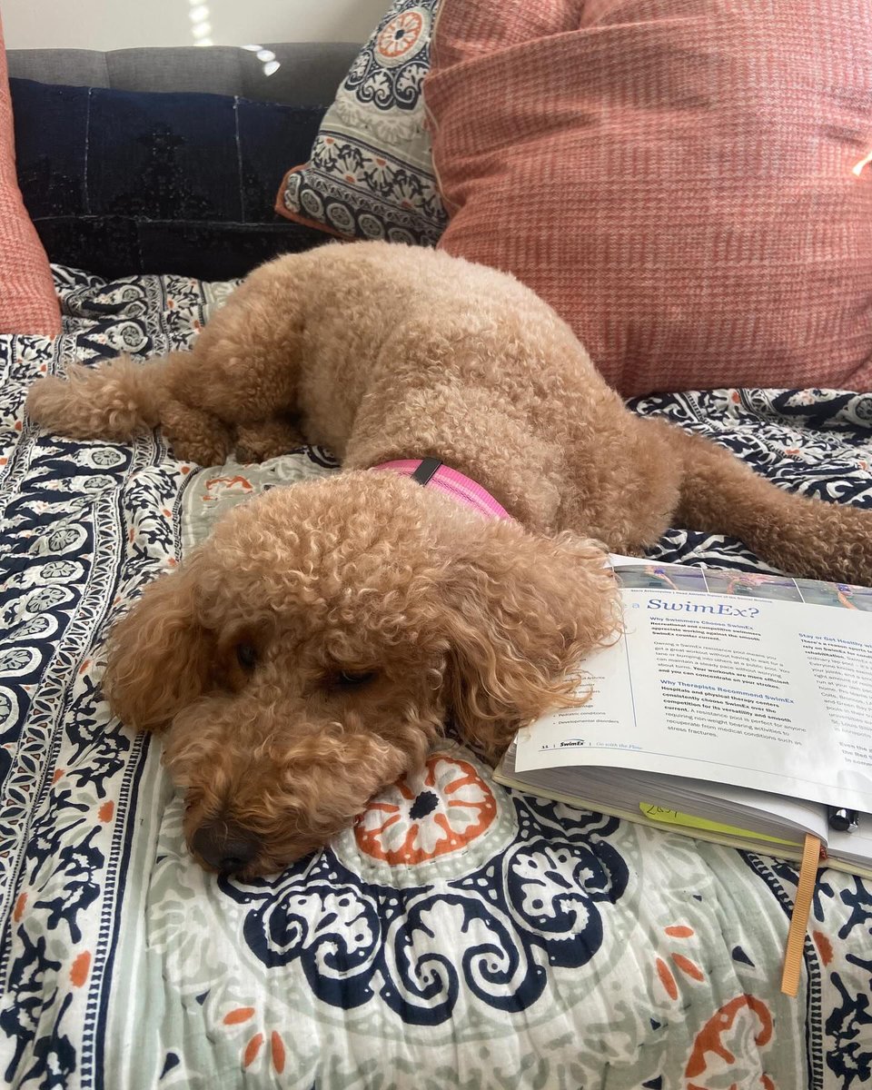 swimexpools's tweet photo. Product training is important at #SwimEx! Even Rory is studying up on our products! 😜❤️ #goldendoodle #teamswimex #pooltraining #learnsomethingnew #workfromhome https://t.co/rytInW48YD