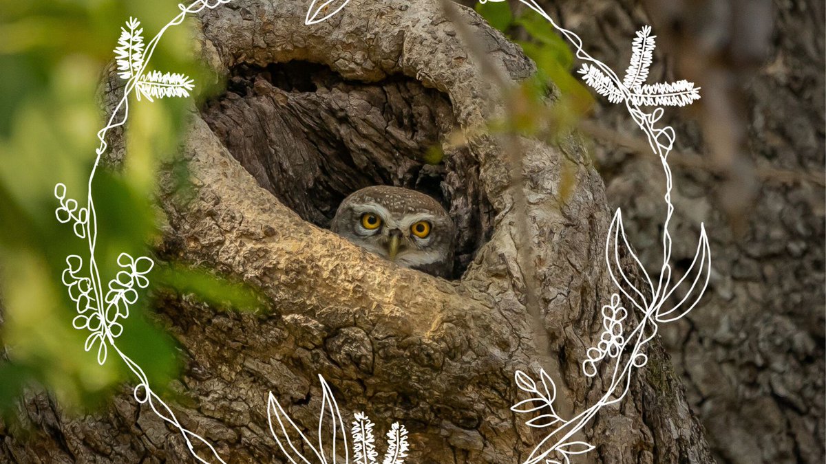 Poet and advocate Stevie Wills reflects on God’s choosing of unexpected people to participate in Jesus' work for our common home; a place where everyone has purpose.

Read Steview’s reflection here 👇
commongrace.org.au/advent_common_…
#Advent23 #Peace #CommonHome