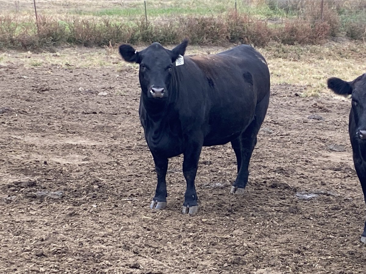 MOLivestock's tweet photo. Fancy set of Show Me Select heifers from the Galaxy Beef program sell tonight 6:30 at Kirksville Livestock. #ExtendMU #2xAg2030 https://t.co/WkMSlzmnEE