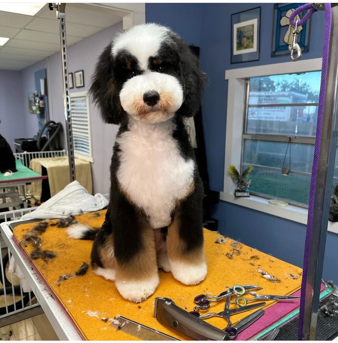 Wahl Animal USA tweet media
