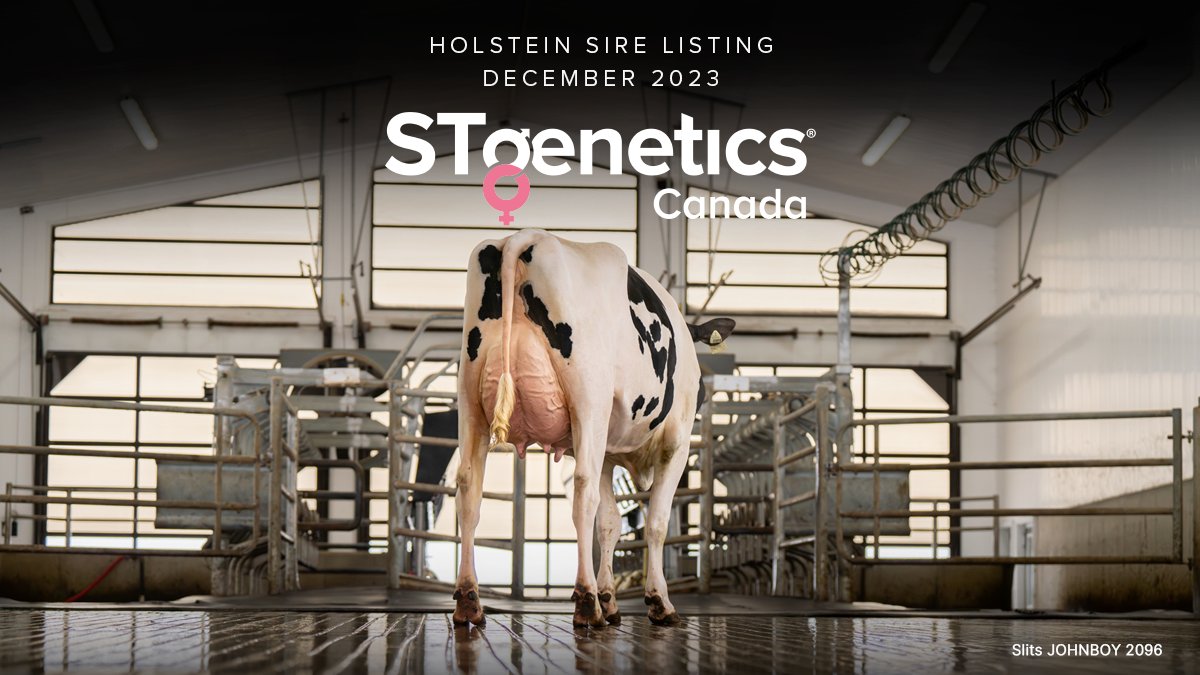 The excitement continues to build for the #STgeneticsCanada lineup, which is home to the top LPI sire, JOHNBOY who is +3702 LPI and +11 CONF. He is joined by the top MACE-LPI sire CAPTAIN at +3754 LPI and the top milk sire DAWSON at +3406 kg Milk. More: stgen.ca/article/articl…