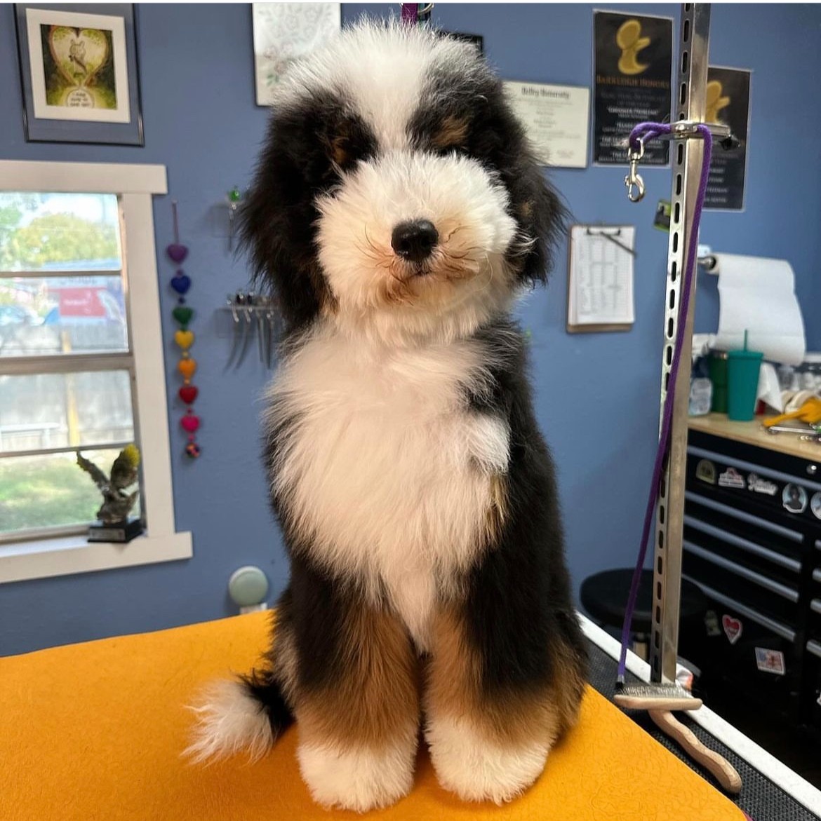 Wahl Animal USA tweet media