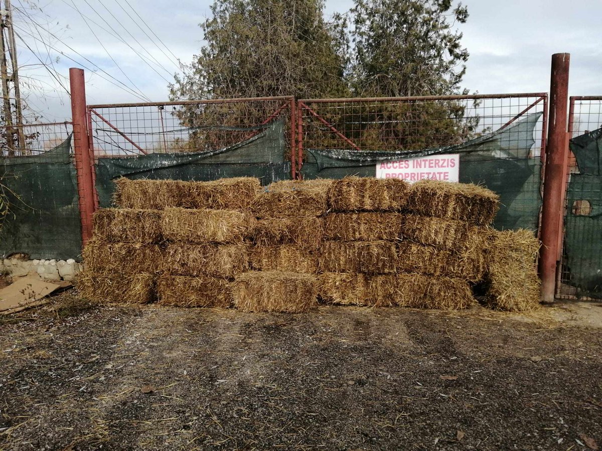 We also had to buy wood for the fires at the farm so the dogs can keep warm as weather is cold in Romania. Costs around 500 euros
Straw for the kennels on farm and outdoor shelter kennels - it costs 150 euros but we ideally need much more for the winter.
bidtosaveastray@yahoo.com