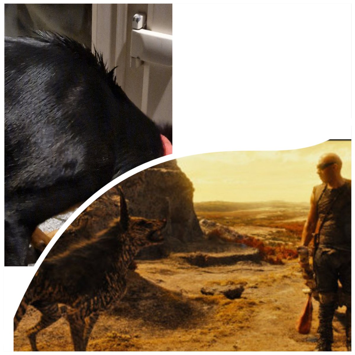 My dog already resembles a jackal, but the way her spot-on treatment makes her back fur stick up reminds me of Riddick's alien-jackal 😂😂 If you know, you know #Riddick #Dogs #Dogsoftwitter #AustralianKelpie