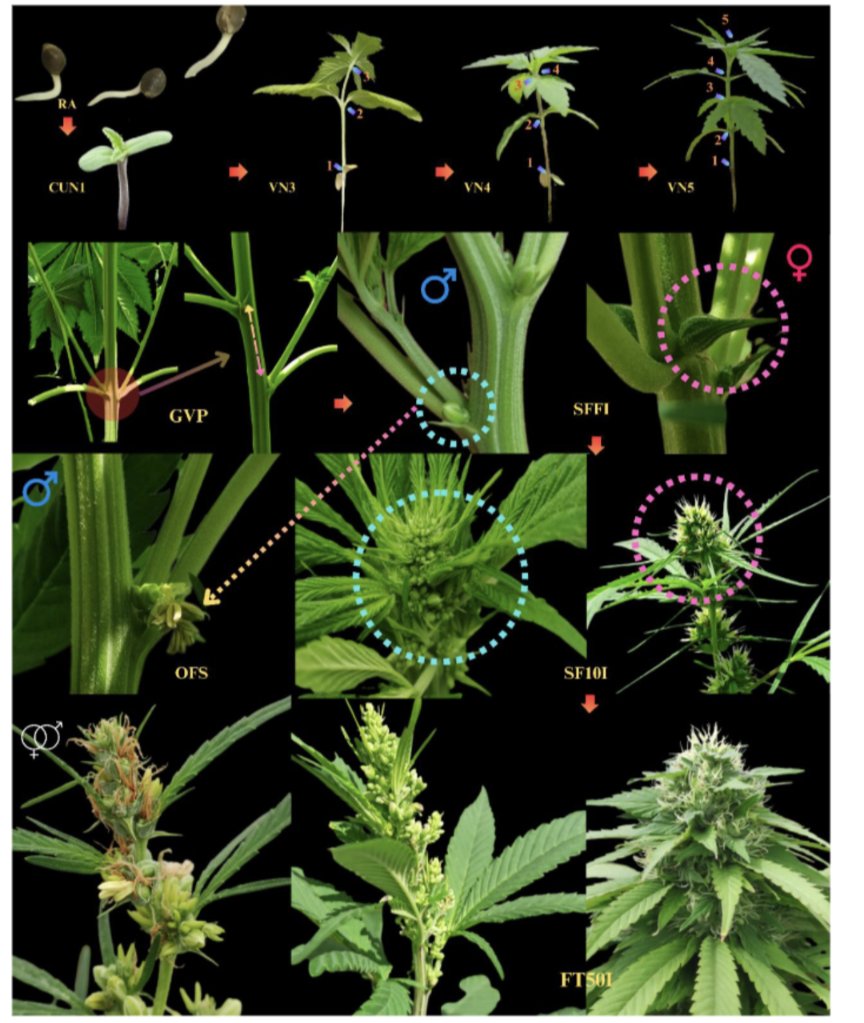 Special read for cannabis folks interested in landraces ⬇️ 
"Characterization of Indigenous Populations of Cannabis in Iran: A Morphological and Phenological Study"
An excellent work by Mehdi Babaei
researchsquare.com/article/rs-364…