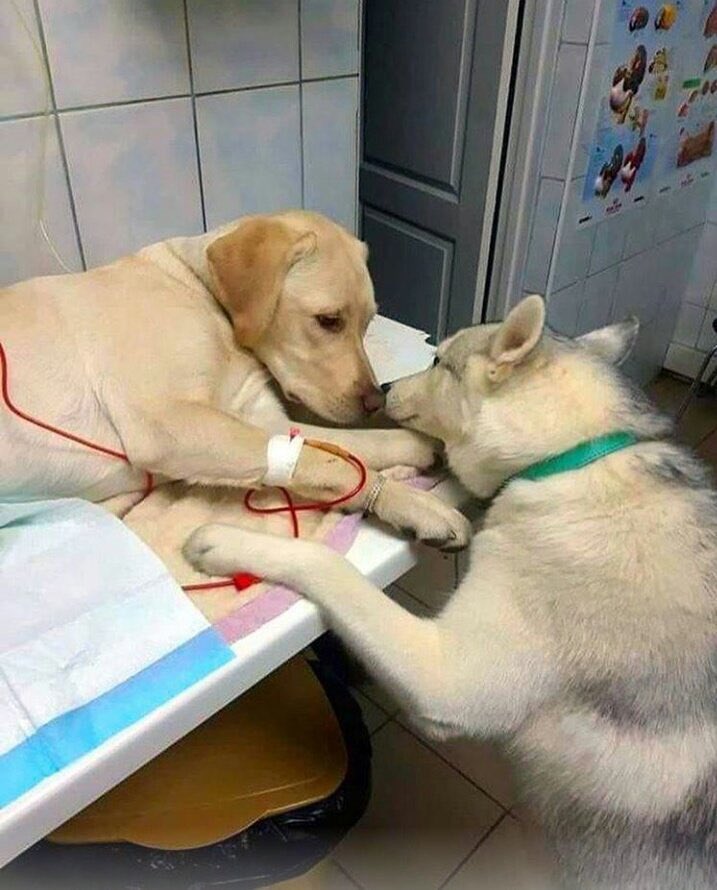 جُنبنده tweet media