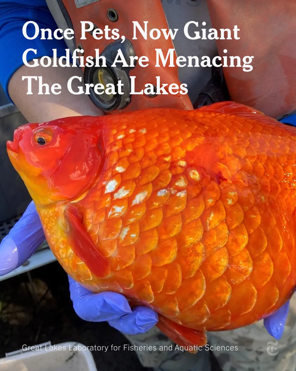 nytimes's tweet photo. Released into the wild, the seemingly humble goldfish can grow to monstrous proportions. They can even kill off native marine wildlife and help destroy fragile and economically valuable ecosystems. Canadian researchers are tracking the fish. https://t.co/e4PeXKZBL4 https://t.co/HUEnTnZkCR