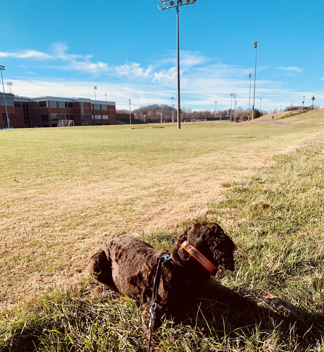 ETSU90's tweet photo. Took #LittlePapi for her morning #campuswalk & we wanted to send a huge shoutout to the @etsu #groundsdepartment for always keeping campus looking so nice! ๐๐ #proudalum https://t.co/6Pxy6fVsxP