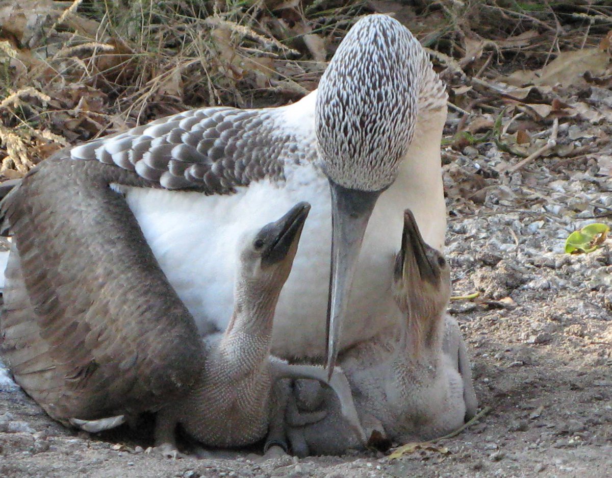 HughDrummond5's tweet photo. The UNAM team is  gearing up for next season´s fieldwork on family conflict in blue-footed boobies on Isla Isabel. The boobies might start early this season. Read about their family conflict in Blue-footed Boobies: Sibling Conflict and Sexual Infidelity https://t.co/Tqdun6SN3V https://t.co/5090MM0q0m