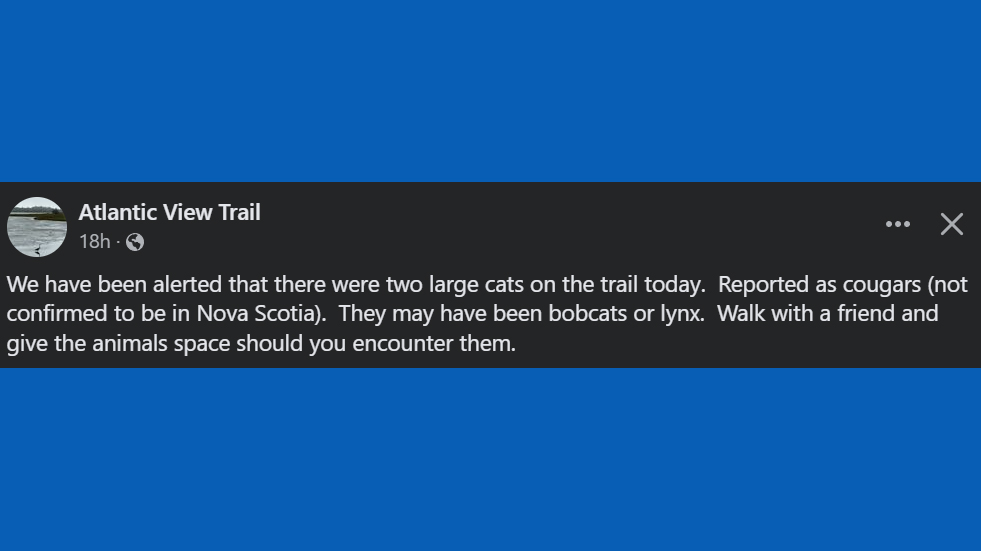 HalifaxTrails's tweet photo. ⚠ 2 "large cats" (likely bobcats) were spotted on the #AtlanticViewTrail. Use caution, keep dogs on leash & children close at hand.
You'd be surprised at how often you're near such animals without ever seeing them. They stay away, quietly unseen 99% of the time. Play it safe. https://t.co/Zx8470ZKX5