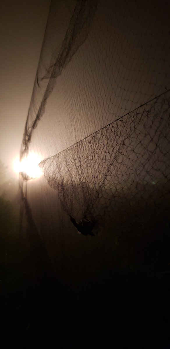 arochakenya's tweet photo. 3rd night &amp; good mist at #nguliaringing! 449 #birds ringed at night, 601 day + 10 Afros - 1st day >1,000! 602 Marsh Wblrs, 185 Sprossers, 119 Whitethroat, 77 Swallows. Roller, Northrn &amp; Isabelline Wheatears the stars. Mist coming again already! #ringing #tsavowest #roller #mist https://t.co/kwbkjaB4Dw