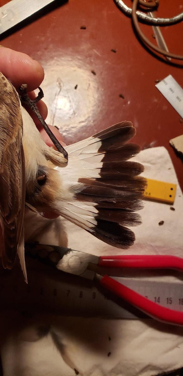 arochakenya's tweet photo. 3rd night &amp; good mist at #nguliaringing! 449 #birds ringed at night, 601 day + 10 Afros - 1st day >1,000! 602 Marsh Wblrs, 185 Sprossers, 119 Whitethroat, 77 Swallows. Roller, Northrn &amp; Isabelline Wheatears the stars. Mist coming again already! #ringing #tsavowest #roller #mist https://t.co/kwbkjaB4Dw