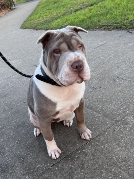 millypod1's tweet photo. CITY IS HOME. THANKS FOR RT's ๐๐๐พ
๐29 NOV 2023 #Lost CITY #ScanMe
YOUNG Grey & White Shar Pei Female
Princess Alice Way #Thamesmead #Plumstead #SE28 South East London
https://t.co/3qc4sCUqIo https://t.co/Px8RfZM1ny