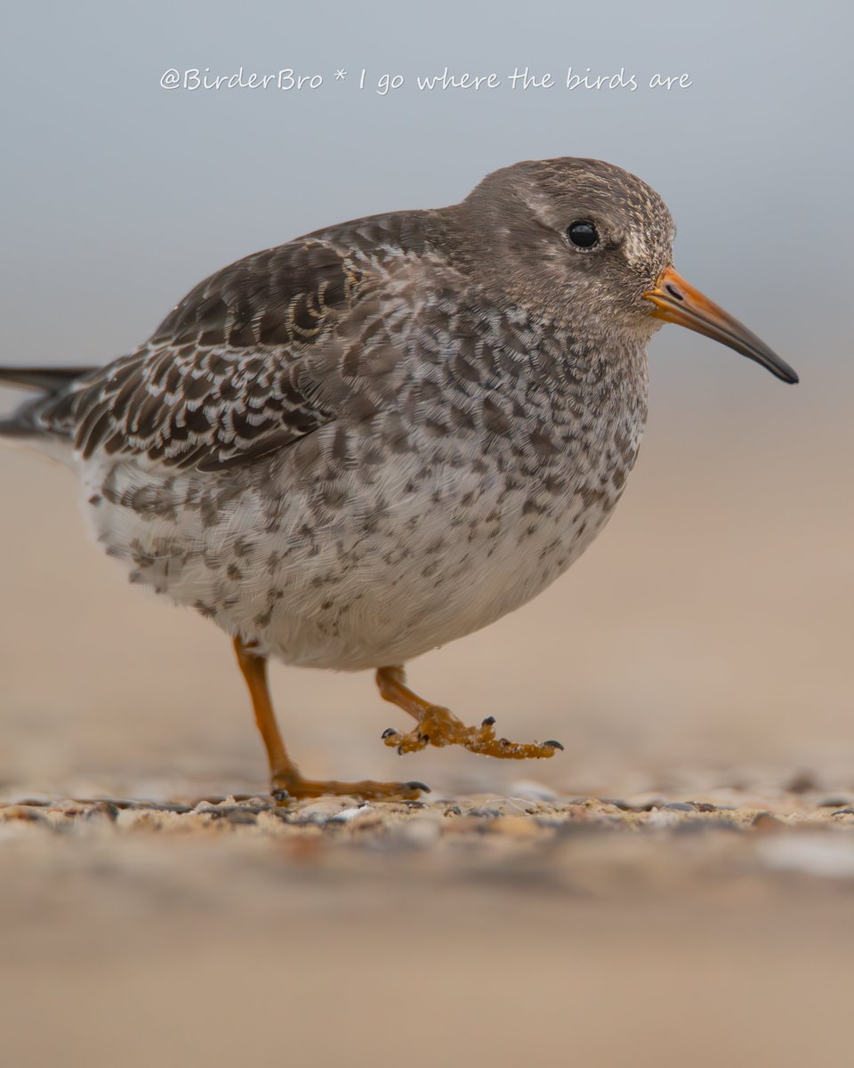 This⬇️black-eyed beauty😍is called Purple Sandpiper💜. 
Why purple, I wonder🤔. Do u know⁉️ Looks gray to me...🩶 🤷‍♀️
Either way a cutie-pie, don't u agree🥰❔

* * * * * *

#birdnames_en #birding #BirdTwitter #BirdsOfTwitter #birdphotography #NaturePhotography #shorebirds #waders