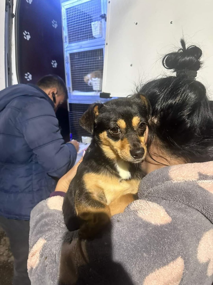 2 of our babies going home to new families in UK
Good luck..
follow us on facebook- bid to save a stray- friends of targoviste dogs.