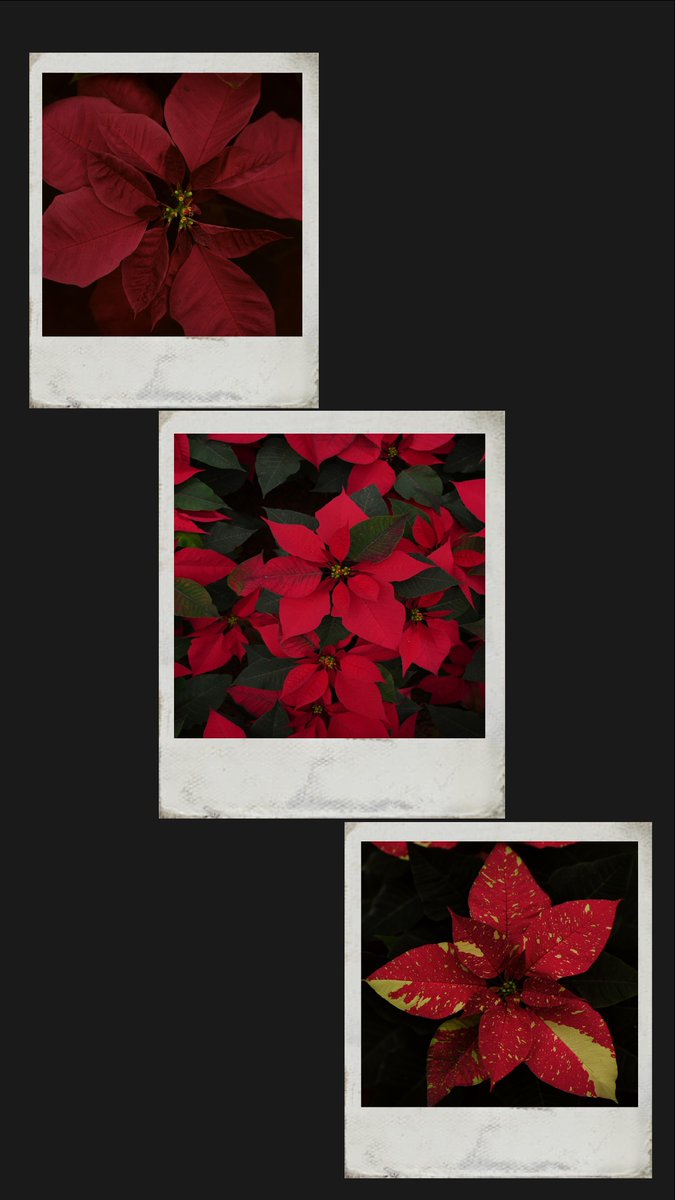 HeberLara11's tweet photo. Día Nacional de la flor de #Nochebuena.

En esta temporada, consume #local y encuentra variedad con nuestras personas productoras de #EmilianoZapata. https://t.co/KYIHaJV6JS