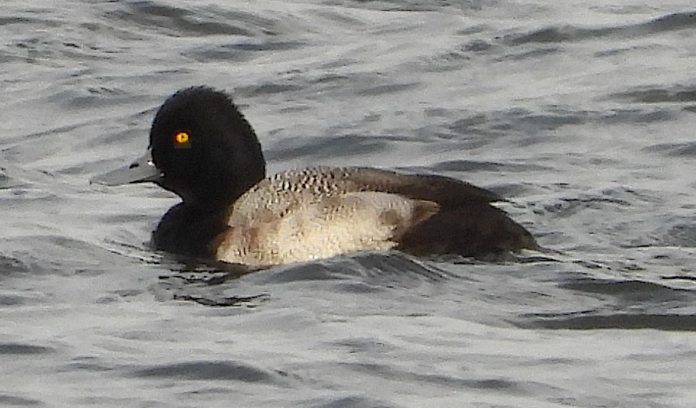 rojobus's tweet photo. Lesser Scaup at Sutton Wick, CVL. Note the shape of the black on the bill in the last one. I'd not seen it before https://t.co/RmZziMmDHj