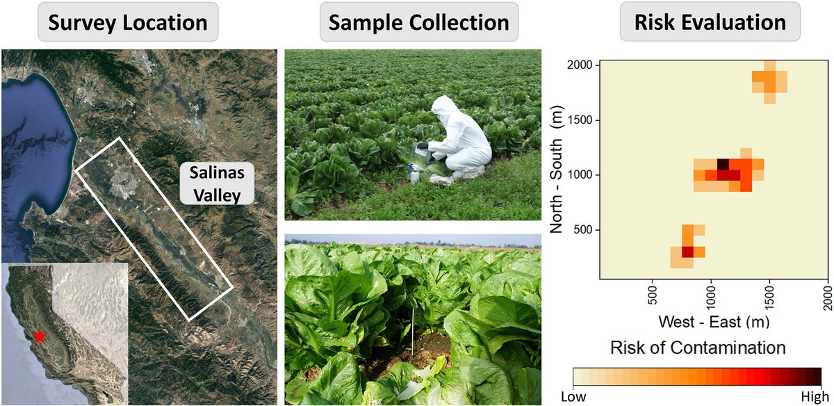 Congratulations Jiangshan Wang and Mohsen Ranjbaran on their recent paper on baseline levels of Bacteroidales as fecal indicators in the fresh produce industry (levels are very low, 0-2 copies/cm^2)! sciencedirect.com/science/articl… <a href="/PurdueABE/">PurdueABE</a> <a href="/PurdueAg/">Purdue Agriculture</a> <a href="/CPSnewsupdates/">CPS</a>