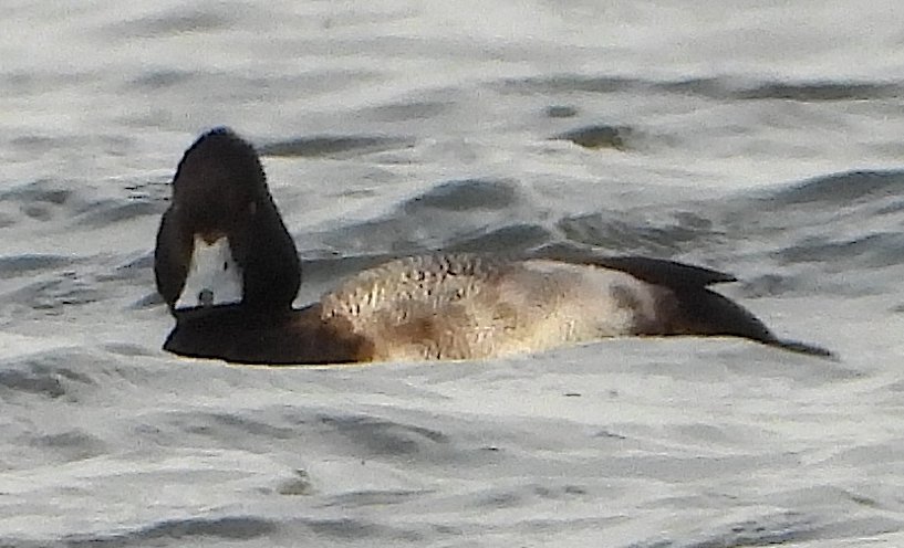 rojobus's tweet photo. Lesser Scaup at Sutton Wick, CVL. Note the shape of the black on the bill in the last one. I'd not seen it before https://t.co/RmZziMmDHj