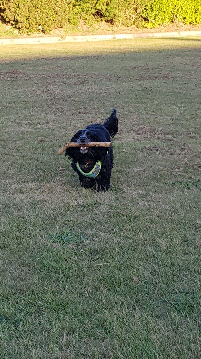 ami2795's tweet photo. @walthollick @dogcelebration Awww he has his stick..
Here's my late girl with hers...She LOVED it, had it about 8 years😢 https://t.co/jAYvqTlNu6