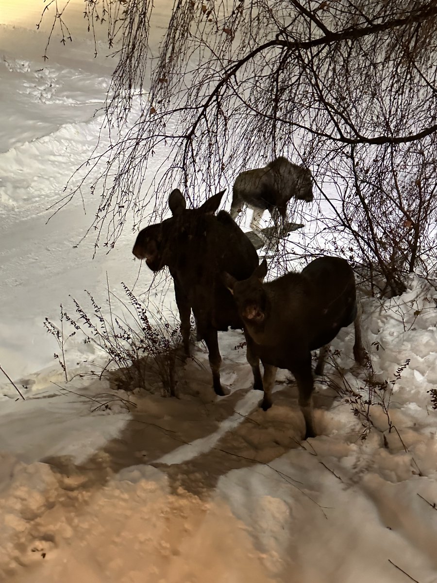 Terje Johansen tweet media