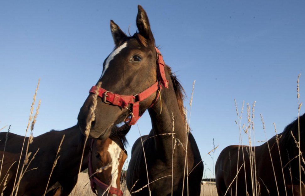 SenasaAR's tweet image. ⚠️ Encefalomielitis equina: Se refuerzan las acciones para prevenir y contener la enfermedad en el país

➕ℹ️ ➡️ t.ly/nN_AO