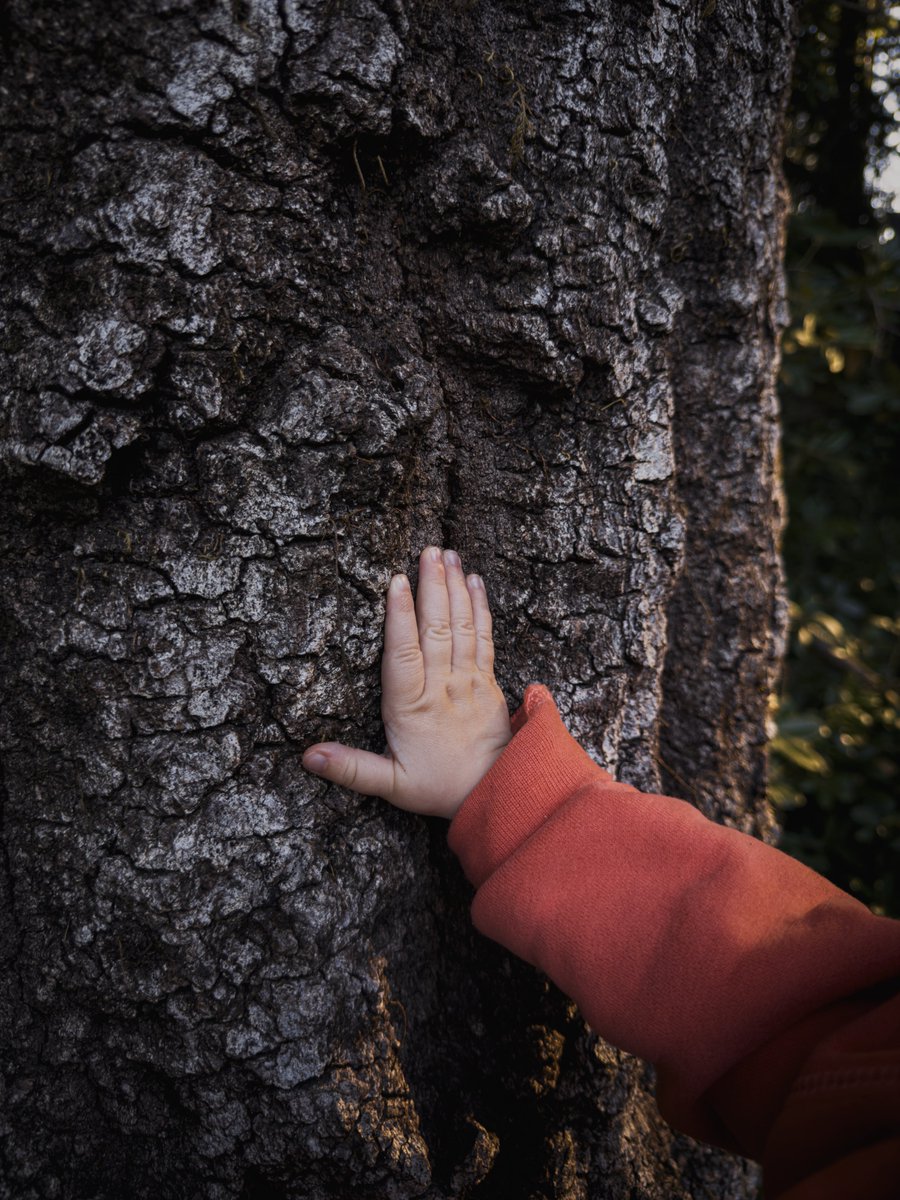 sdw's tweet photo. Our new neighbors, the trees.

iPhone 15 Pro Max, @halidecamera ProRAW. https://t.co/8dMrqaGgGB