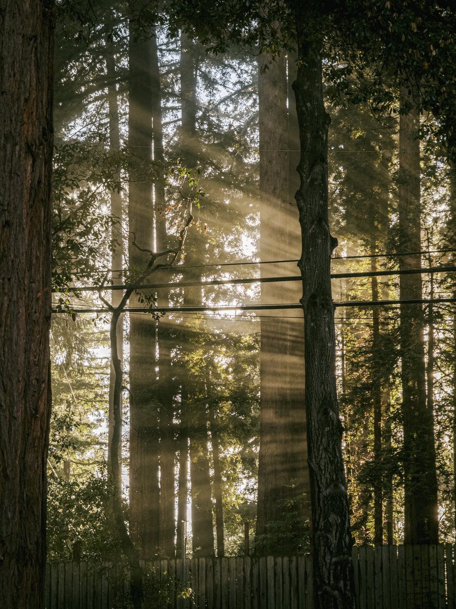 Our new neighbors, the trees.

iPhone 15 Pro Max, <a href="/halidecamera/">Halide + Kino aka halideapp.bsky.social</a> ProRAW.