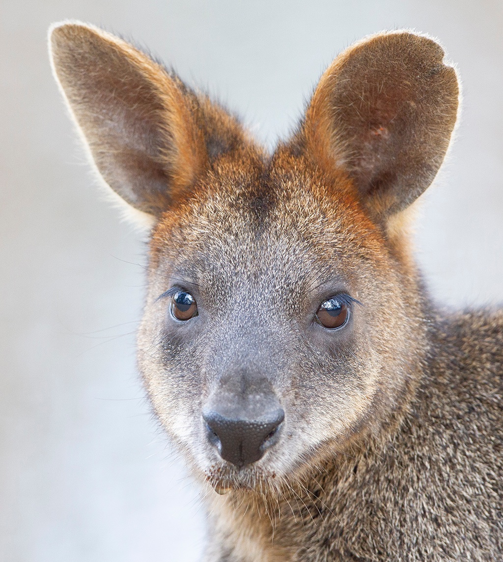 Please repost. Generous travel awards available to support PhD students, postdocs and other ECRs, as well as researchers from developing nations, to attend #ISBE2024 in Melbourne. The call for applications are now open. Details here: behavecol.com/travel-awards @BehavEcol