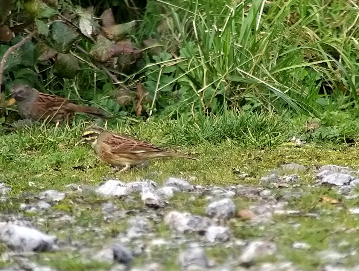 worlebirder's tweet photo. Birding today in Devon with Karen @hobbylovinglife
@karenheath62 @kev07713 Hume's leaf Warbler at Clennon V Lakes. 
YBW, 3 Firecrests, 5 Cirls at Broadsands. On the sea 7 GN Divers, 3 RT Divers, 1 BT Diver &amp; 5 C Scoters. Good to catch up with 
@clennonvalley &amp;
@SeaSkywatch https://t.co/Nbu1kPNSsQ