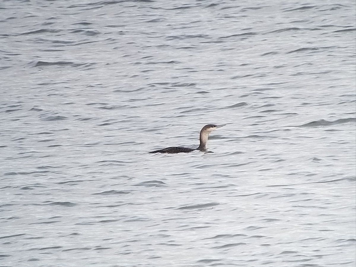 Birding today in Devon with Karen <a href="/hobbylovinglife/">Karen Jayne</a>
<a href="/karenheath62/">Karen Heath</a> <a href="/kev07713/">Kev heath</a> Hume's leaf Warbler at Clennon V Lakes. 
YBW, 3 Firecrests, 5 Cirls at Broadsands. On the sea 7 GN Divers, 3 RT Divers, 1 BT Diver &amp; 5 C Scoters. Good to catch up with 
<a href="/clennonvalley/">Mike Langman</a> &amp;
<a href="/SeaSkywatch/">Seaskywatch</a>