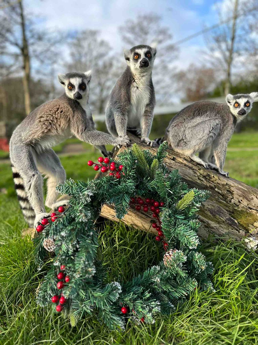 ManorWildlife's tweet photo. Meet our Christmas Deco team 🎄 

#cuteanimals #christmas2023 #festivefun https://t.co/jyTe8DrGDH