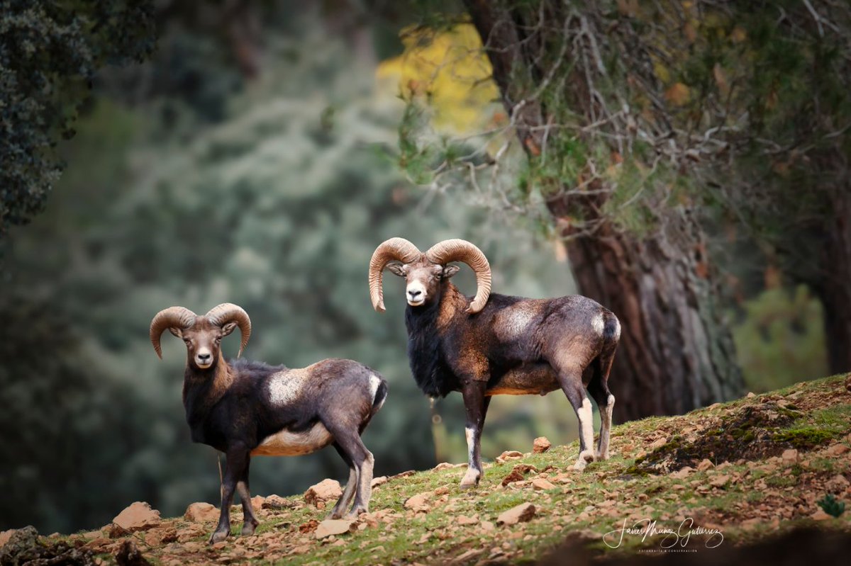 viajarporjaen's tweet photo. 📸 Preciosas fotografías de Javier Muñoz Gutiérrez de la zona del Collado del Almendral, situado en el termino municipal de Hornos de Segura.

Aquí os dejamos unas fotos de la fauna y la flora que podemos ver en nuestro gran parque natural.

#jaenparaisointerior https://t.co/PgpmAlXR70