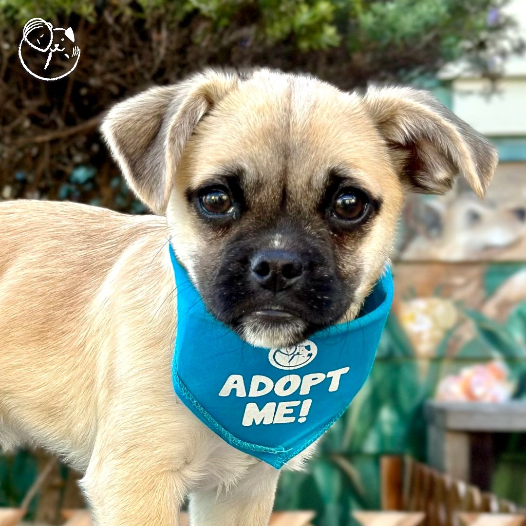 ADOPT Alvin Pug 🩵 Pug mix | male | approx. 5 m/o
peaceofminddogrescue.org/dog.php?id=3776
This little bundle of cuteness is Alvin Pug. Oh, that little nose! He is full of energy and would love to join a very active family who can give him as much playtime and as many walks as he desires.
