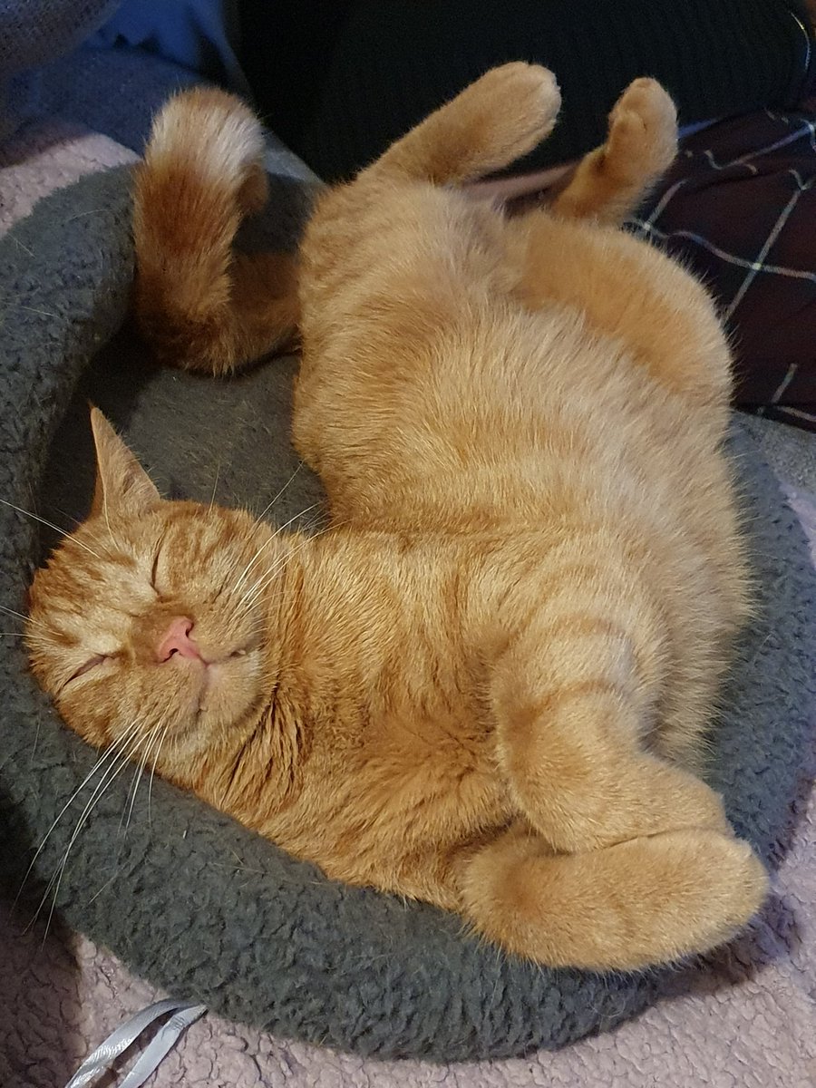 Starsky3Hutchin's tweet image. Mum says she loves my goofy sleeping face! 😹😹 Happy #Weekendeve furpals &amp;amp; hoomans. Hugs &amp;amp; Fab-u-lous Purrs - Hutchinson x
#GingeAndTuxi #FridayFeeling #GoofyFace #FridayFun #GingerCats #cats #CatsOfTwitter #CatsOfX #AdoptDontShop #RescueCat