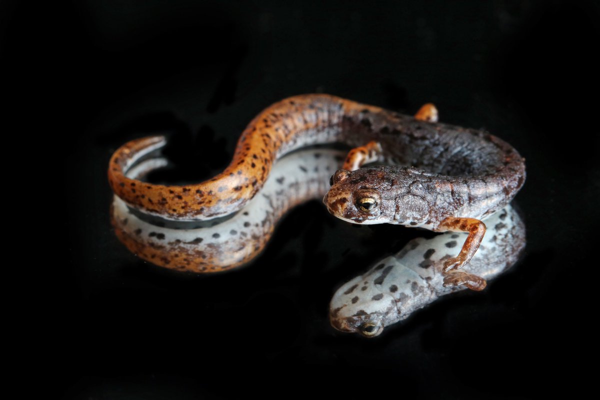A display of the unique ventral patterning of a four-toed salamander, the focus of my doctoral research.