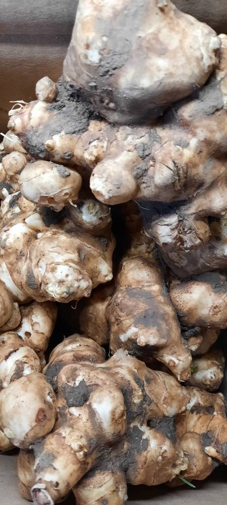 etsy.com/listing/107314…

Perfect time for planting artichokes before the serious frosts set in. Order now. Last few left. #GYO #Grow #Foodie #Foodies #food #plants #Vegan #vegetables