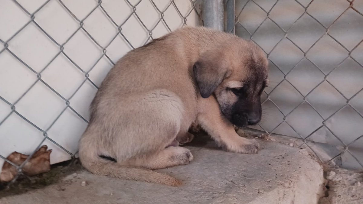 SilviaMylo's tweet photo. Son crucecitos de mastín de menos de dos meses
No serán pequeños, algunos un poco más que otros pero serán altos y hermosos, preciosas criaturas que no van a guardar nada así que no se entusiasmen los de las alarmas y guardar nada
Pueblo de Huelva
657315050 https://t.co/FmBUp0fTrO