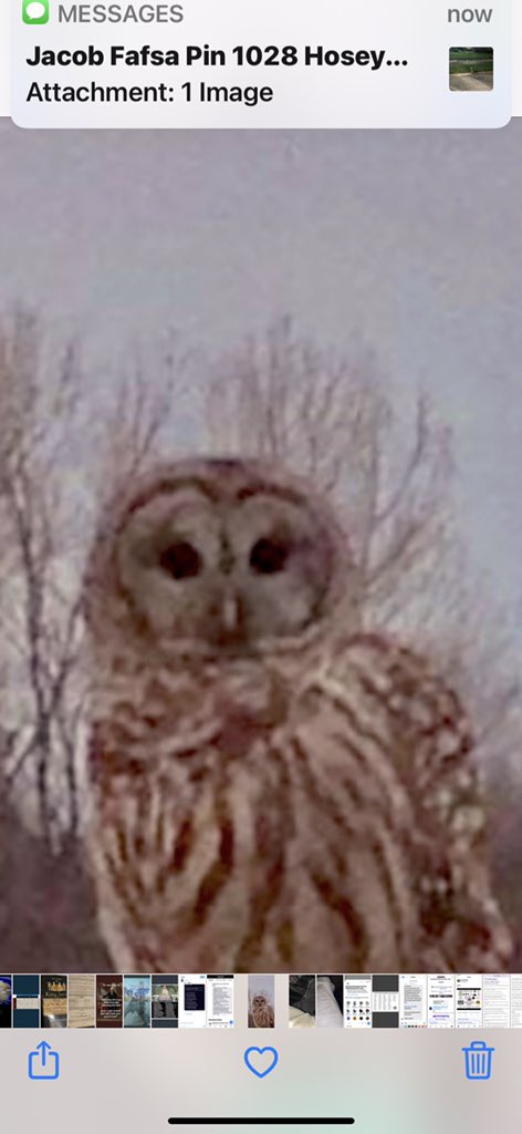 560ft's tweet photo. @Sussiq558 This owl lives with me. https://t.co/PGRO7puHJc