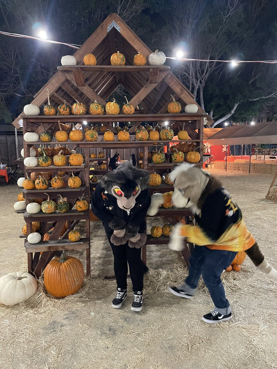 chemical_mutt's tweet photo. #FursuitFriday is the perfect time to share these pumpkin patch pictures me and @LyCroixx forgot to post ;;

Cats and dogs get along sometimes!🐶🐱🎃 https://t.co/woMPmxNZBK